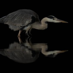 W ciszy otulonej mrokiem