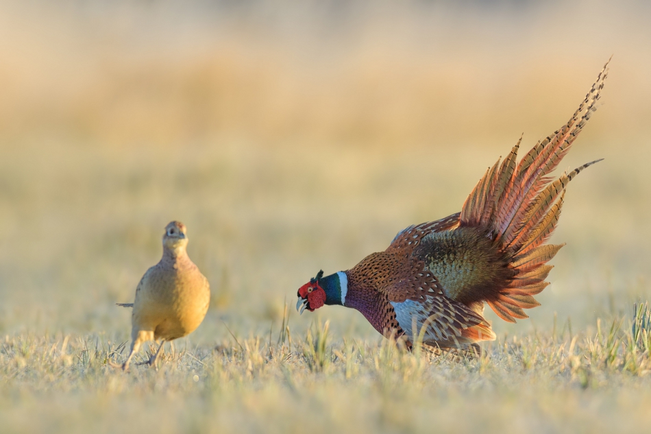 raftik - Zalotnik z płomiennym ogonem ... Bażant, Common Pheasant (Phasianus colchicus) ... 2022r. . Zdjęcie 308875