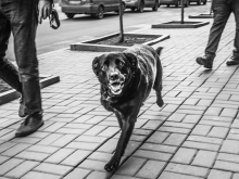 street dog