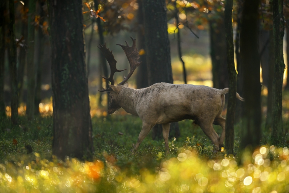 O świcie. Pe. Zdjęcie 336455