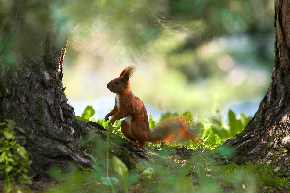 janish - .... . Zdjęcie 134180