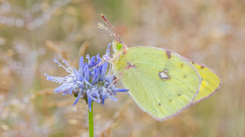 Zielonooki nosiwoda. Szlaczkoń siarecznik zaprasza na PE :). Zdjęcie 336675