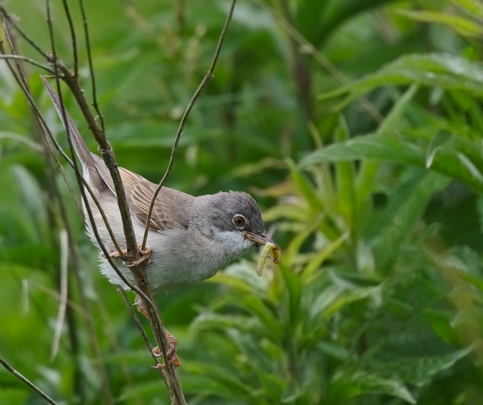 przyb - . . Zdjęcie 170111