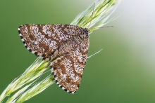 Ematurga atomaria