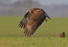 Buteo