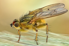 ,Scathophaga stercoraria.