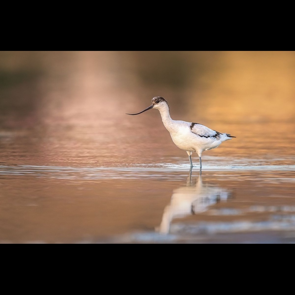 Szablodziób . . Zdjęcie 337081