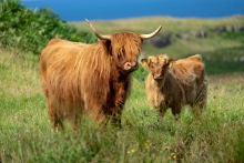 Highland Cattle