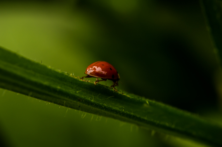 Biedroneczka. . Zdjęcie 120980