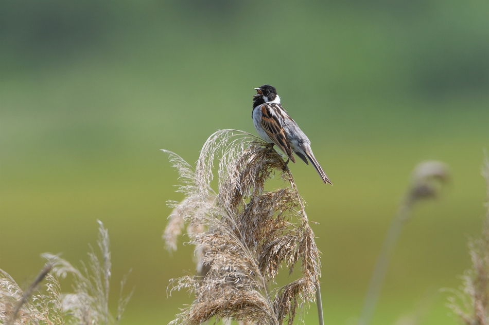 tomeq67 - Potrzos.. . Zdjęcie 303037