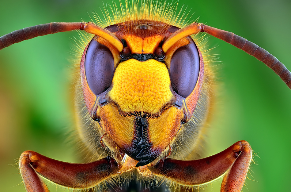 irass - Hornet. . Zdjęcie 103093