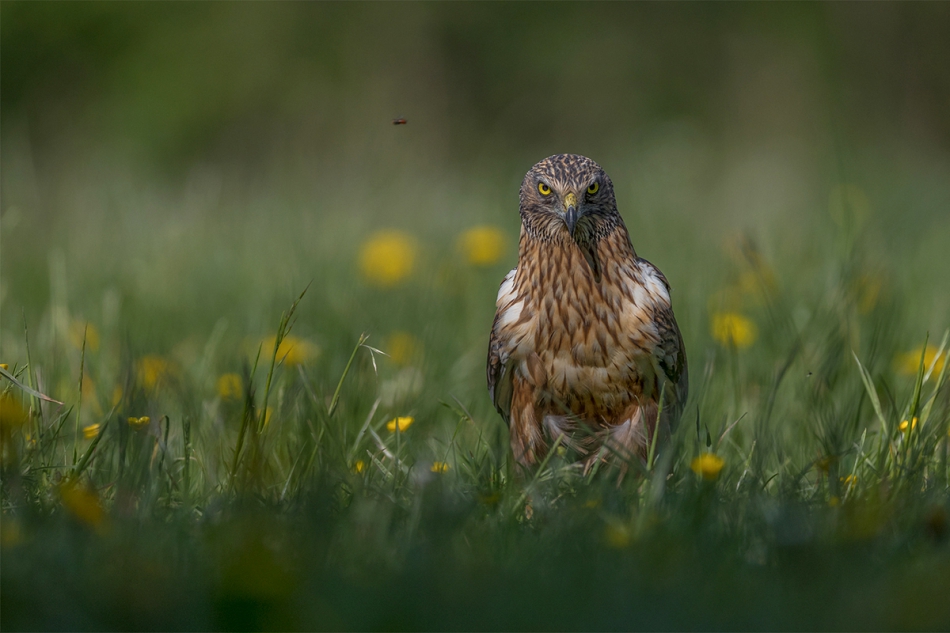 rybo_lub - Co w trawie piszczy. . Zdjęcie 195823