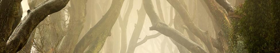 klarens - . . Zdjęcie 81286