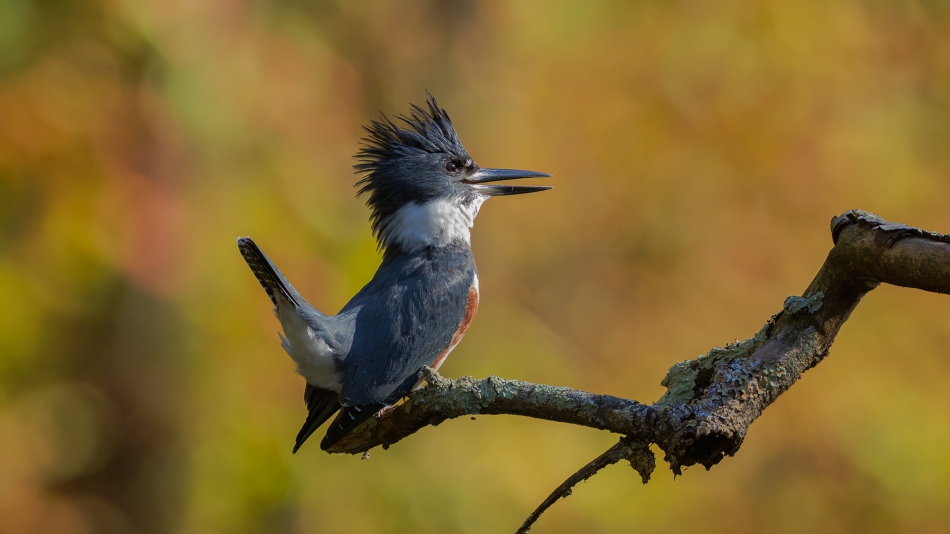 fotosc - . Belted Kingfisher. Zdjęcie 313573