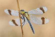 Sympetrum pedemontanum
