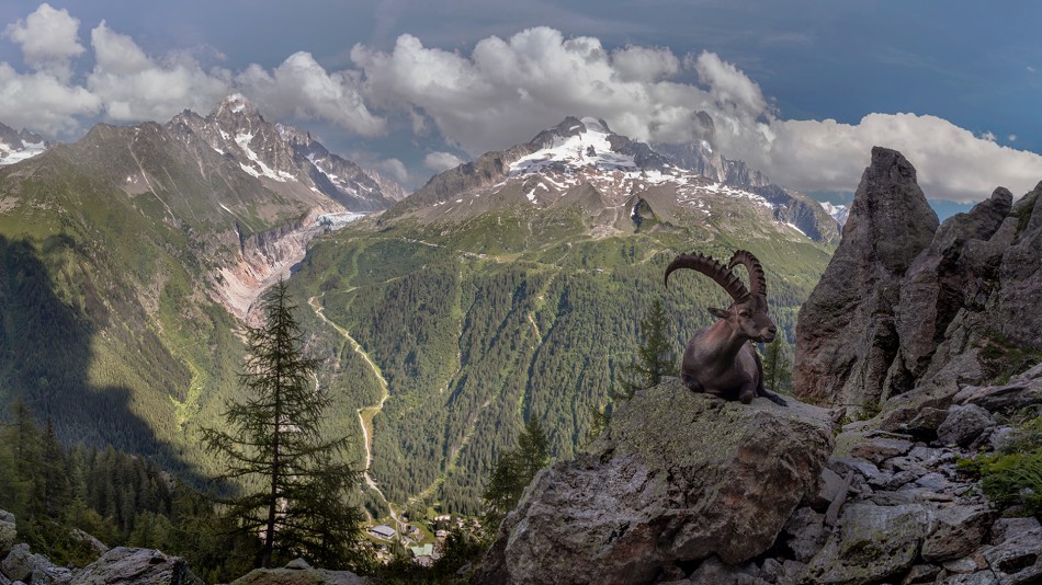 Koziorożec.. . Zdjęcie 338545