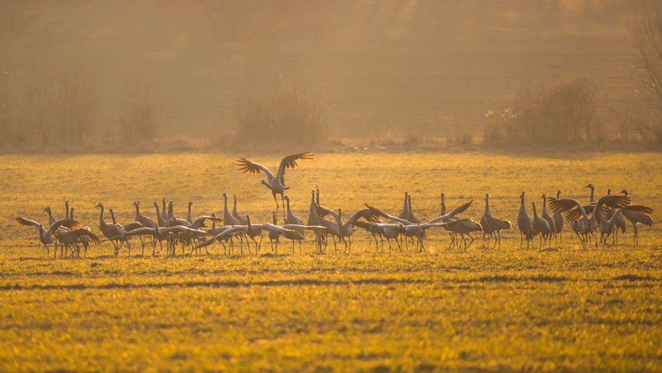 Dyrygent. . Zdjęcie 339382