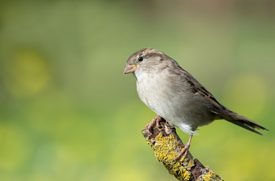 roman53 - . . Zdjęcie 299270