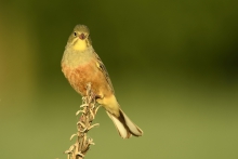 Ortolan.