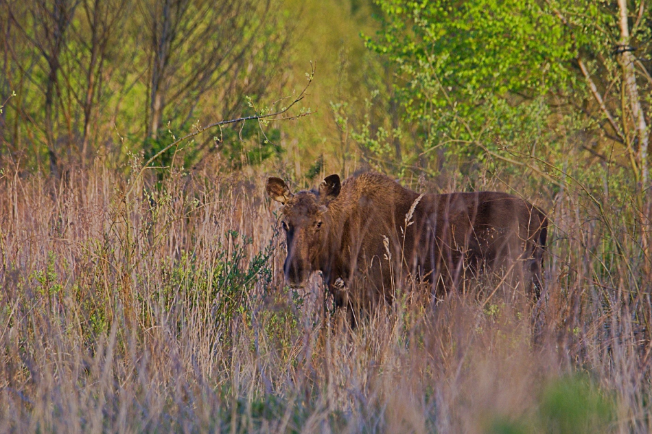 Kawecki.foto-przyroda - Prawie miś. . Zdjęcie 315295