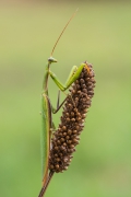 Mantis religiiosa