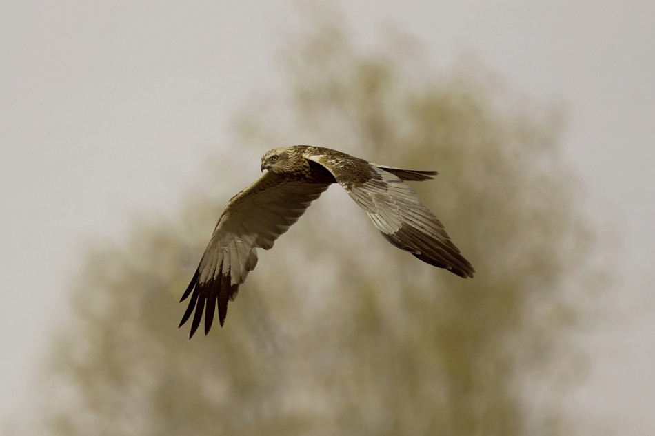 Błotniak stawowy. . Zdjęcie 339832