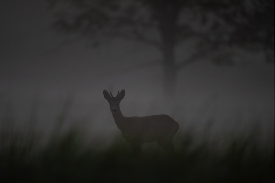 Koziołek. . Zdjęcie 337317