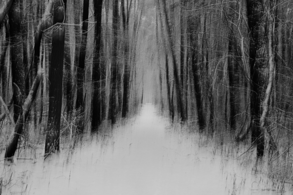 _agapont - opowieści z lasu. . Zdjęcie 320926