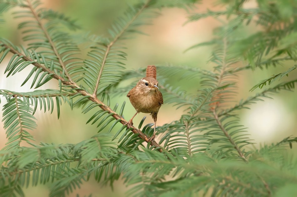 Strzyżyk w zielonym otoczeniu. . Zdjęcie 339595