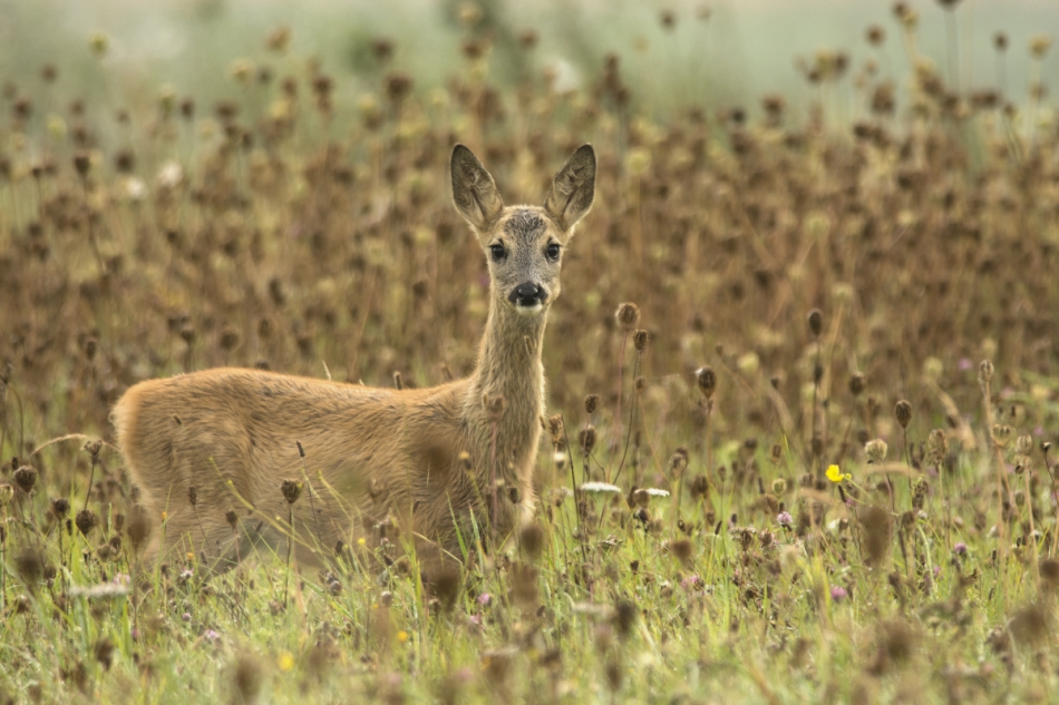 kajsy978 - . . Zdjęcie 203869