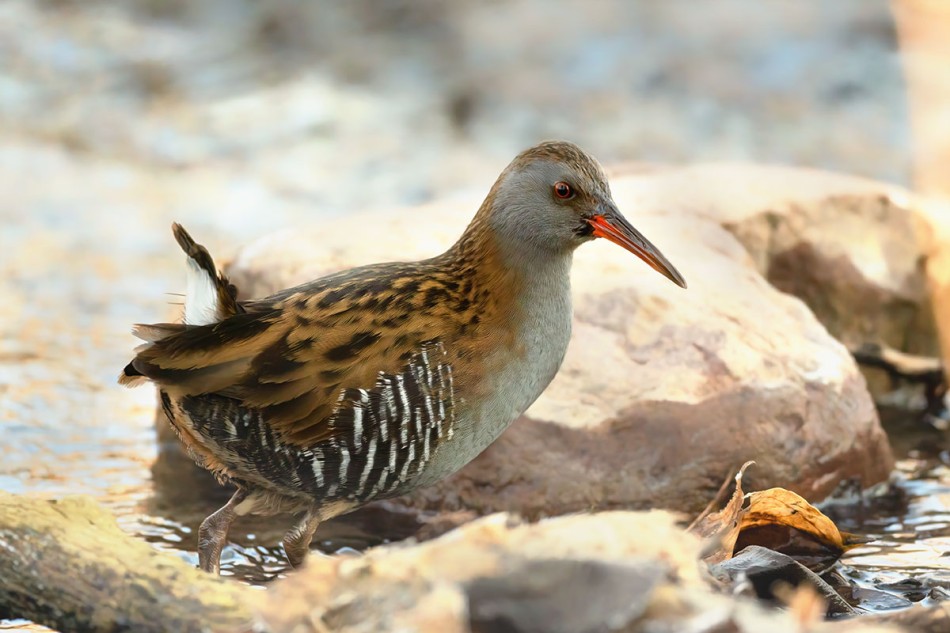 Wodnik na lunchu. . Zdjęcie 338650