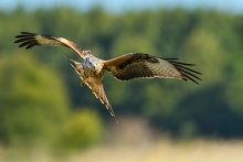Kania Ruda, Red Kite (M...