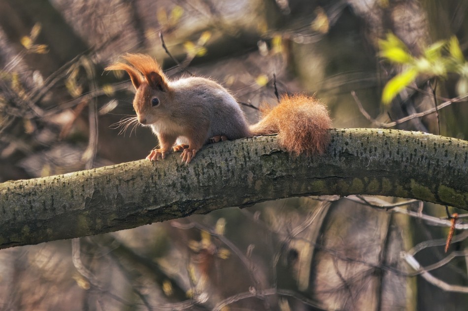 Powiew wiosny. . Zdjęcie 339707