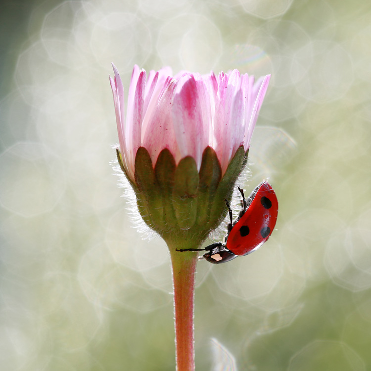 bluejeans - ..... . Zdjęcie 120861