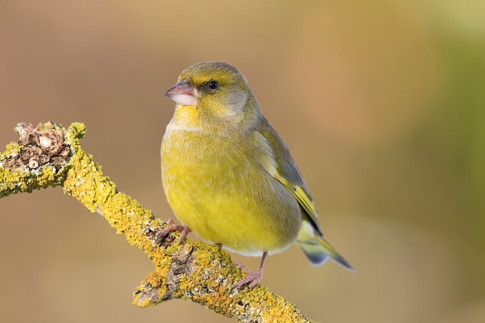 roman53 - Dzwoniec. . Zdjęcie 320914