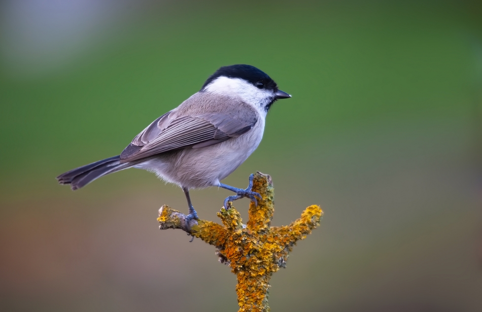 roman53 - Uboga. . Zdjęcie 325434