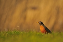 American Robin