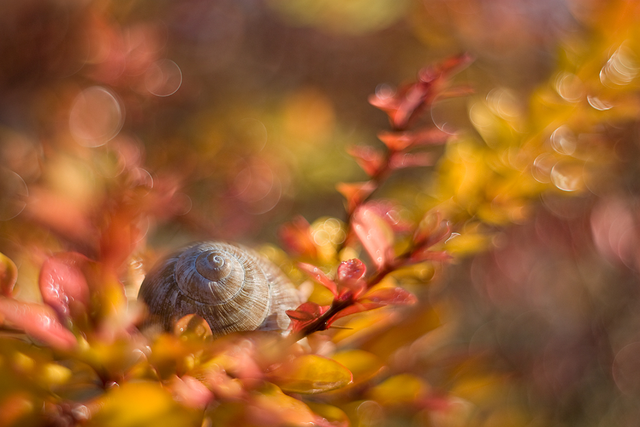 agnez - Październik. . Zdjęcie 131779