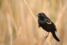 Red-winged Blackbird (A...