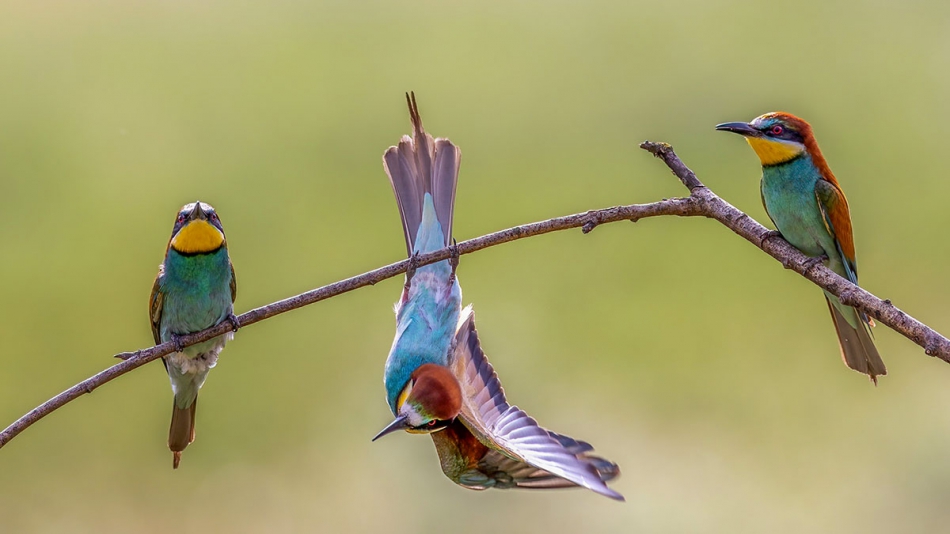 rybo_lub - Zabawmy się w nietoperze. . Zdjęcie 316313