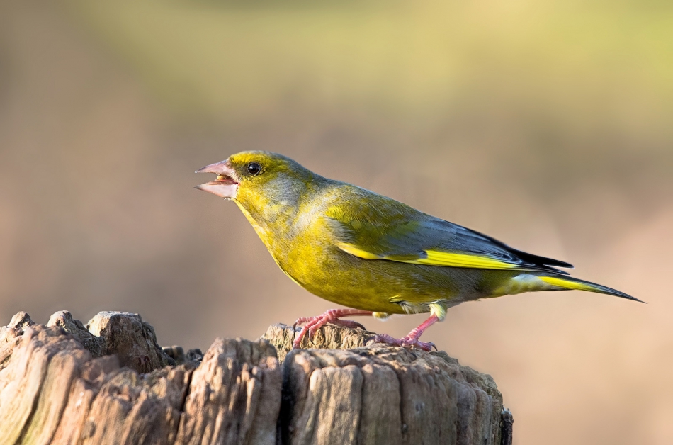 roman53 - . . Zdjęcie 299407