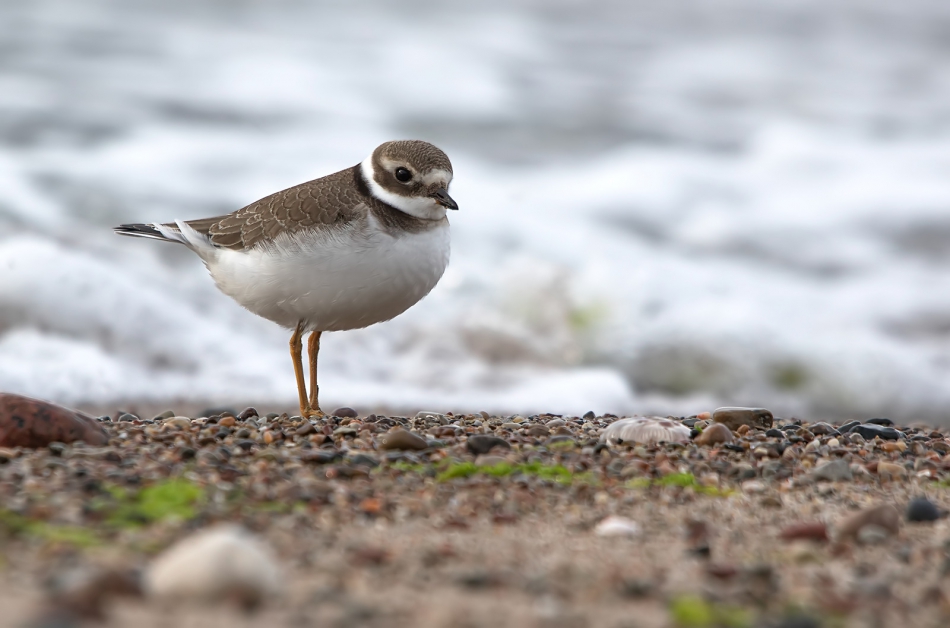 roman53 - Sieweczka obrożna. . Zdjęcie 314469