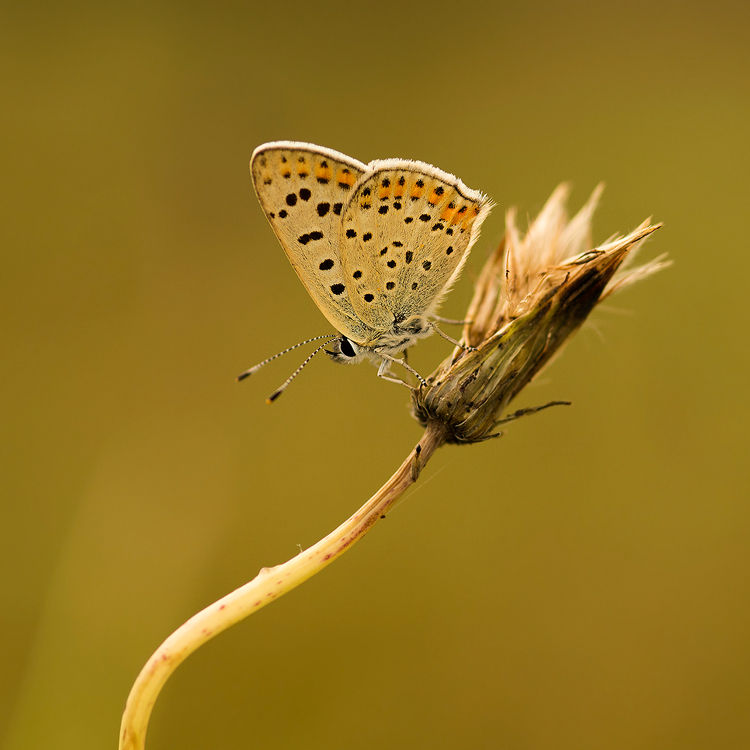 dzafoto - }{. . Zdjęcie 132670