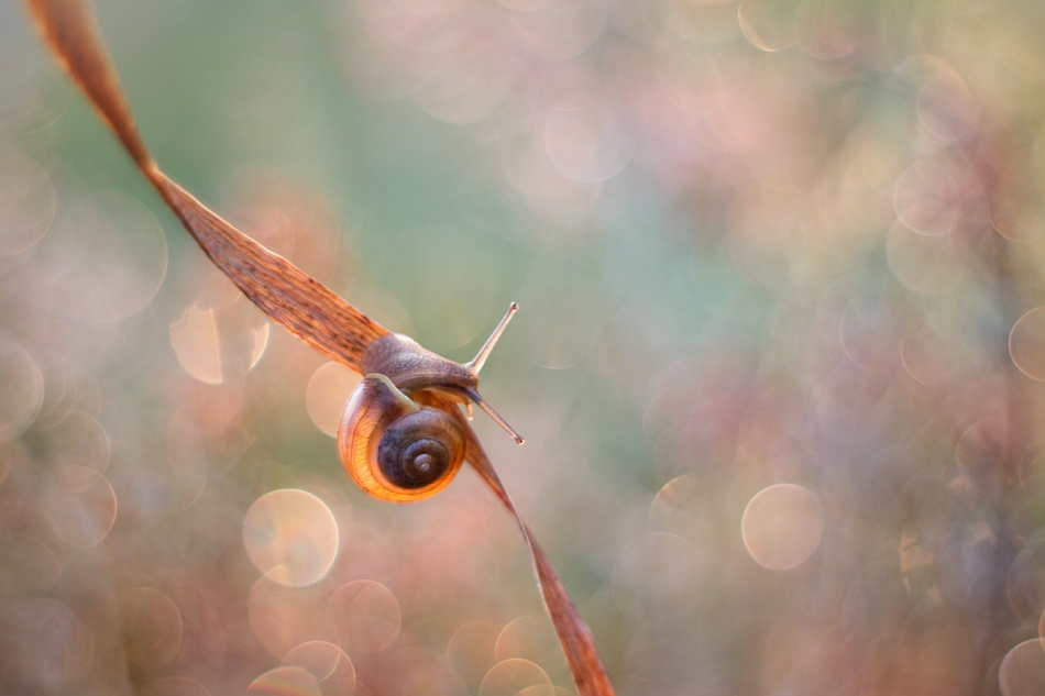 agnez - Łąkowe manewry . Zapraszam na PE. Zdjęcie 160632