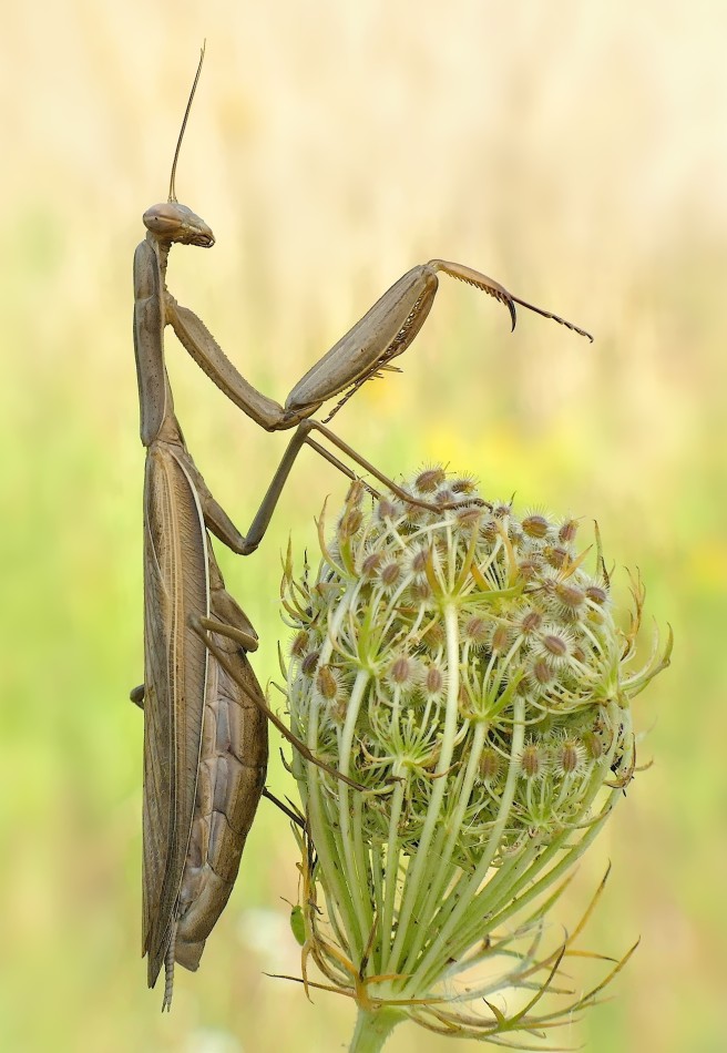 Modliszka . PE. Zdjęcie 338074