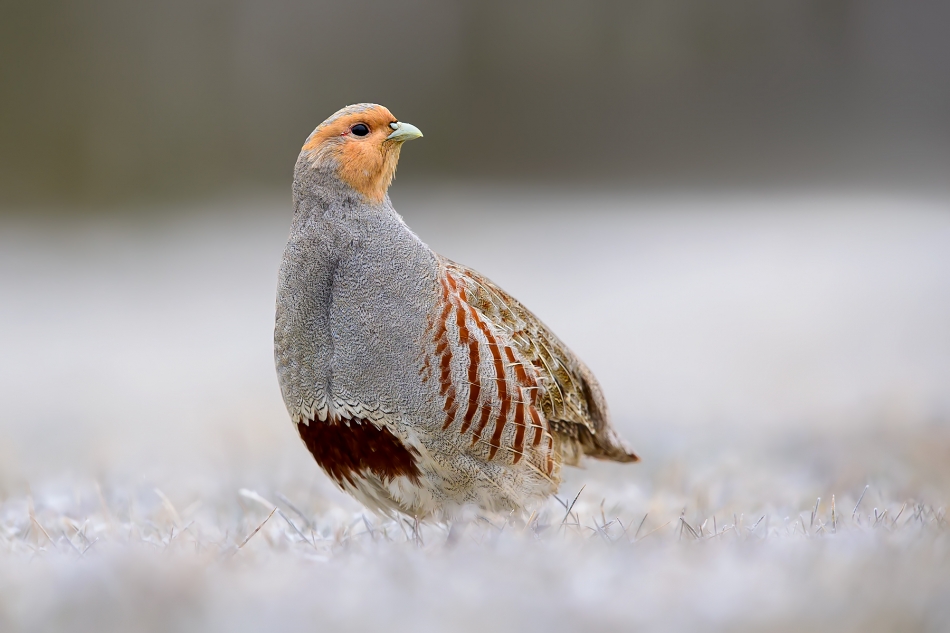 fotodam - Przymrozek. Kuropatwa (Perdix perdix) Grey Partridge . Zdjęcie 330906