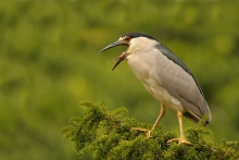 Slepowron