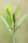 Nephrotoma scalaris