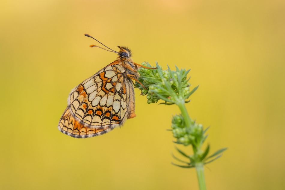radson_foto - przeplatka (Melitaea). . Zdjęcie 333666
