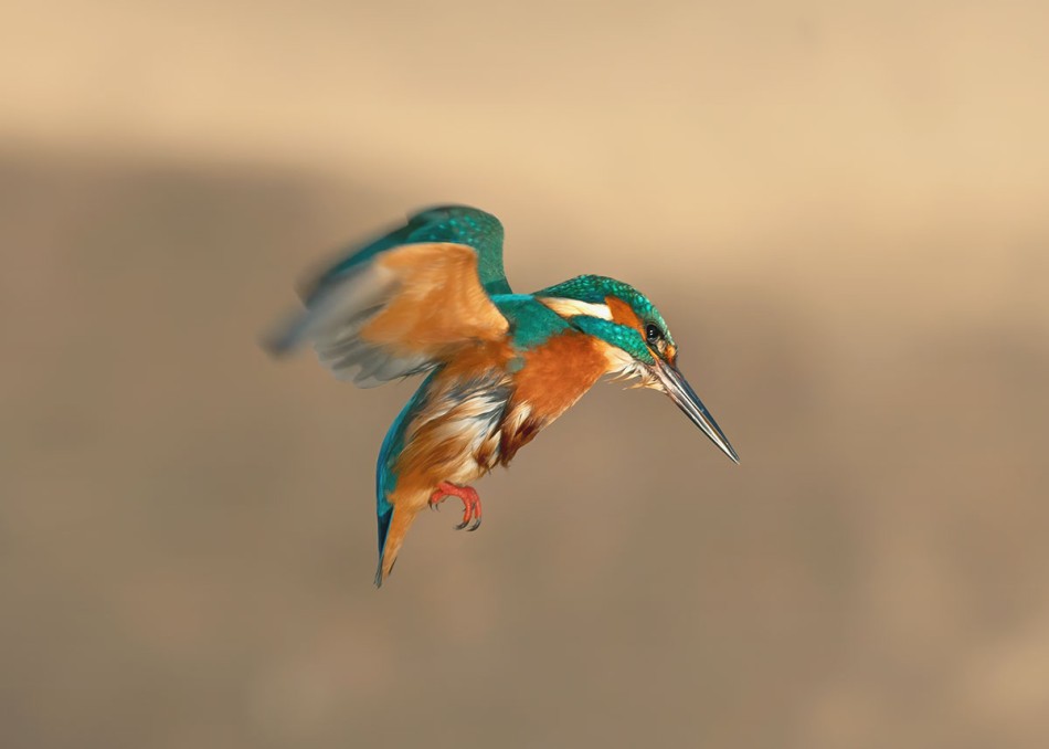 Polujący zimorodek. . Zdjęcie 338559